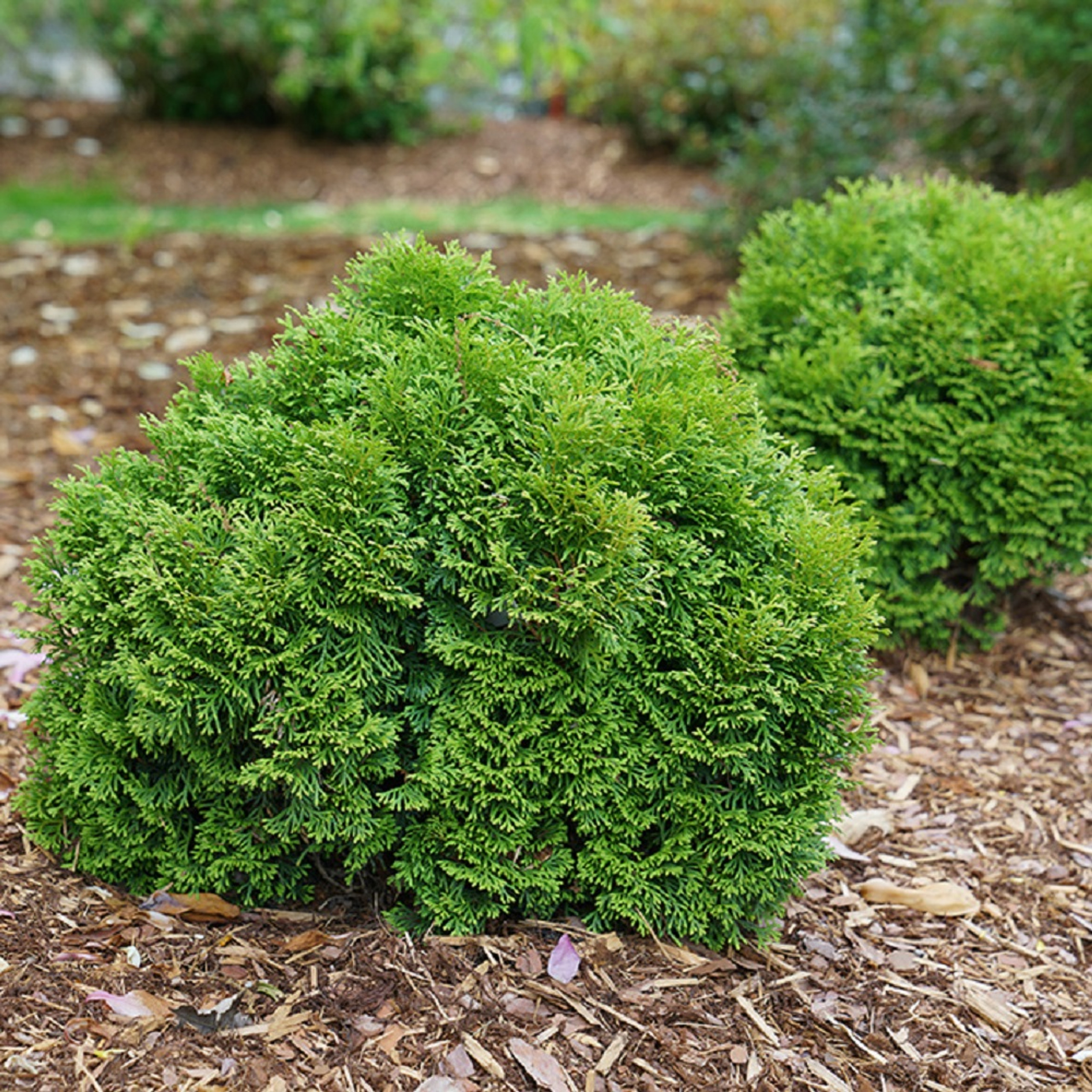 POLAR GOLD® Arborvitae Thuja Evergreen Proven Winners 4" Pot